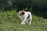 JACK RUSSEL 215